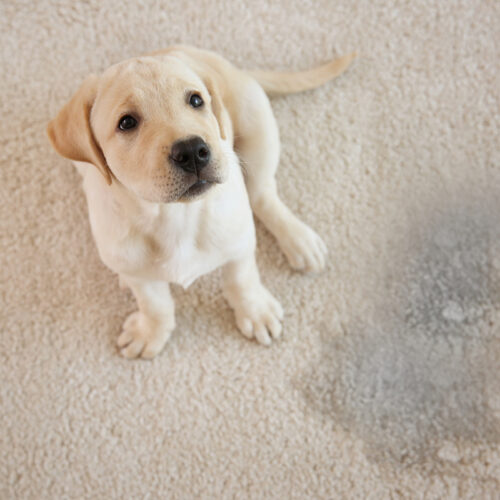 Домашни любимци